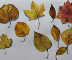 Осенние листья акварелью мастер класс